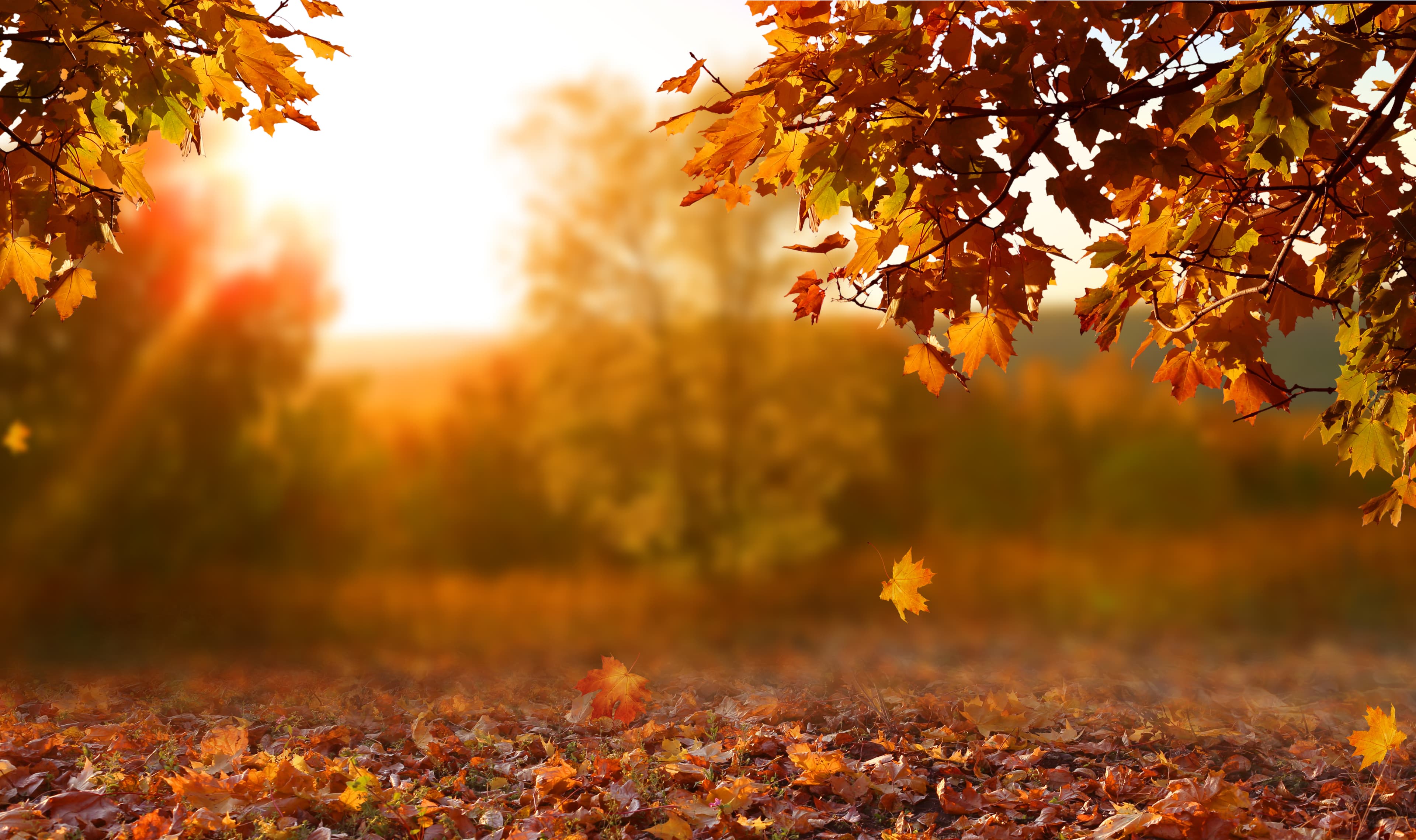 Automne : 5 réflexes santé pour vous et vos proches